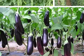 八月种植茄子、豆角，肥料很足却还黄叶，试试这四种办法图片