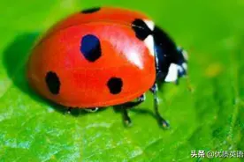 英语原版阅读：A Ladybug图片