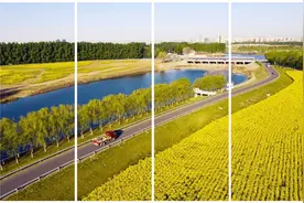 【醉美雍阳】武清油菜花、板蓝根花海绝美霸屏！图片
