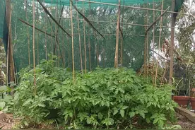 墨尔本华人社区生活录，自家花园种植二三事图片