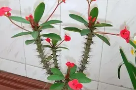 虎刺梅的科学培育图片