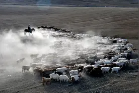 转场 | 用歌声记录一种浩大的场景 对新疆牧民转场的深刻记忆图片