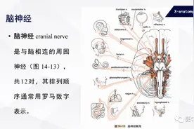 「人体解剖学」颅神经解剖专栏图片