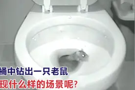 当卫生间的马桶中钻出一只老鼠，会出现什么样的场景呢图片