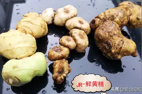 中华草药之黄精图片