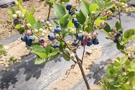 山东蓝莓株间补栽技术图片