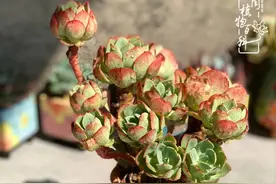 阳光下的灿烂，赏有灵魂的多肉，品人生百味图片