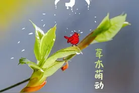 雨水·街拍｜叶落知春！又见广州飘“叶雨”图片