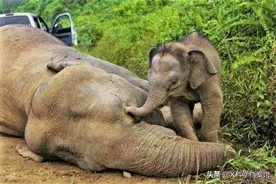 数百头大象神秘死亡，70%倒在水坑边，水中的它是罪魁祸首图片