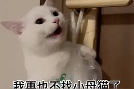 浙江一女子发现自家猫咪被人挂在门上：别再让它找我家母猫了图片