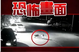 恶狗攻击男童致重伤：狗弱点在哪？被恶狗攻击时应该怎么办？图片