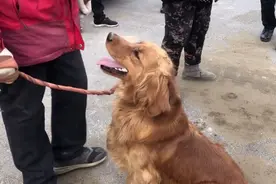 河南：六百被卖掉，金毛犬临走还被主人打几下，狗狗：快把我带走图片
