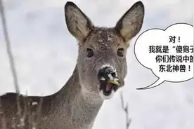想起这些“迷惑行为”，走出家乡的东北人笑着笑着就哭了图片