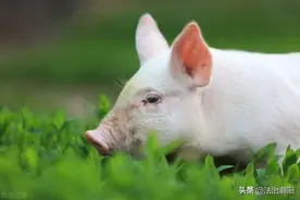 小心！猪出没！图片