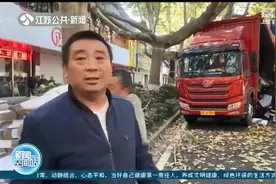 南京启动城市梧桐树守护计划 多项措施预防“车撞树”图片
