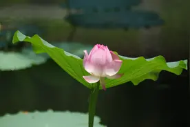 连天碧叶无穷尽，映日荷花别样红图片