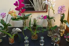水培蝴蝶兰，别犯这“5个错”，根生长不良、烂根的看看图片