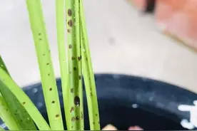 兰花叶子长黑斑该怎么办呢？图片