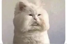 网友家的猫好像刚睡醒的样子，些许潦草哈哈哈哈哈图片