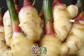 给你一套种植生姜的方法，让你有个非常好的收益图片