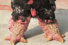 这种鸡有一双特殊大的脚，肉质鲜美，价格不便宜图片