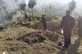 老人地铁旁开荒种菜，安全保护区成了“开心农场”图片
