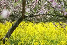 我的小学同学（散文）图片