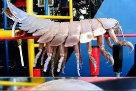 盘点那些体型大到“吓人”的生物，一个个都巨大无比图片