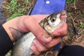 ​从选位到开饵再到浮漂调钓，详解野钓圆吻鲴具体且实用的方法图片