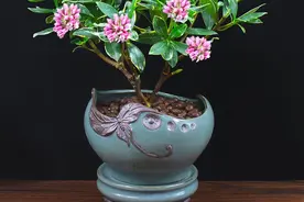 传统名花“金边瑞香”，注意4个问题，养的倍棒，花香溢满屋图片