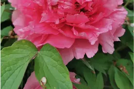 洛阳：4月8日牡丹花情预报图片