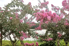吉安视觉：庐陵文化生态园内紫薇花开正艳 花团锦簇 绚丽灿烂图片