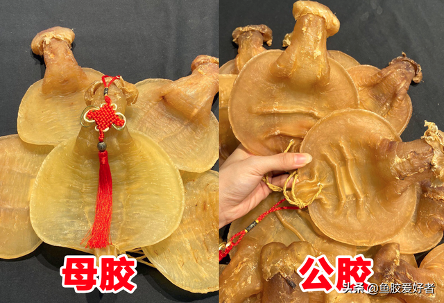 金兰赤嘴鱼胶的产地 2026年金兰赤嘴鱼胶的食用方法