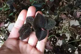 生长在大山里的“5大野生草药”，随便1种价值都上千，你都见过吗图片