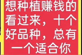 十个高收益种植项目，想赚钱的别错过，建议收藏图片