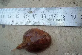 无意间的重大发现：​消失半个多世纪的鱼重现中国海域图片