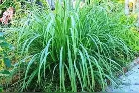 香茅草：不一样的香料植物，叶片飘逸香气浓图片