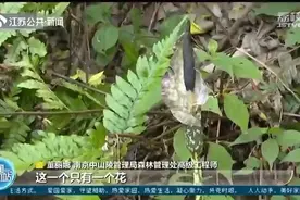 植物魔芋开花 全株有毒请勿采摘！和吃的魔芋是两码事图片