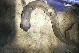 变异生物？广州男子珠江钓起“大眼鱼”，眼珠似灯泡图片