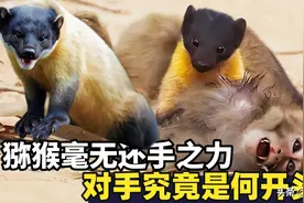 灵长类猴子遇上“克星”，毫无还手之力，对方究竟是何来头？图片