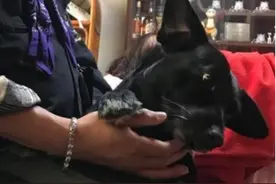 年迈主人路边突然昏倒，忠犬着急狂舔，最后捡回主人的命图片