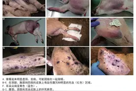 应对非洲猪瘟，猪场日常管理生物安全细节（三）图片