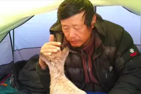 为保护落单小藏羚羊，摄影师独自露宿西藏阿里，羊妈妈临别致谢图片