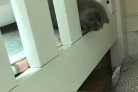 三只小猫的故事图片