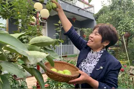 砥砺奋进一年间 | 养蜂女成为风尚民宿主人 日子过得比蜜甜图片