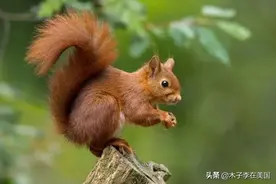 科罗拉多发现鼠疫，松鼠感染，当局提醒住户小心图片