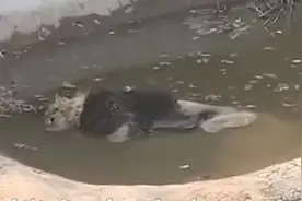 狮子泡水溺亡，动物园岂能甩锅图片