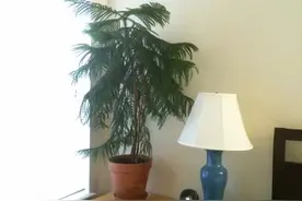 适合摆在大办公室的几种高大盆栽，叶子常年翠绿，看着大气上档次图片