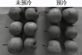辽宁锦丰梨贮藏保鲜关键技术及注意事项图片