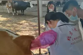 规模母牛场如何进行发情鉴定、人工授精？图片